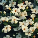 Bacopa (1)