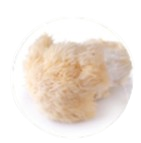 Lion's Mane Mushroom