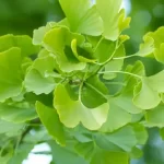 NeuroPrime-Ginkgo-Biloba