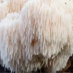 NeuroPrime-Lions-Mane-Mushroom