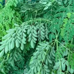 NeuroPrime-Moringa