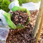 NeuroPrime-Pine-Bark-Extract