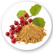 Schisandra Fruit Extract